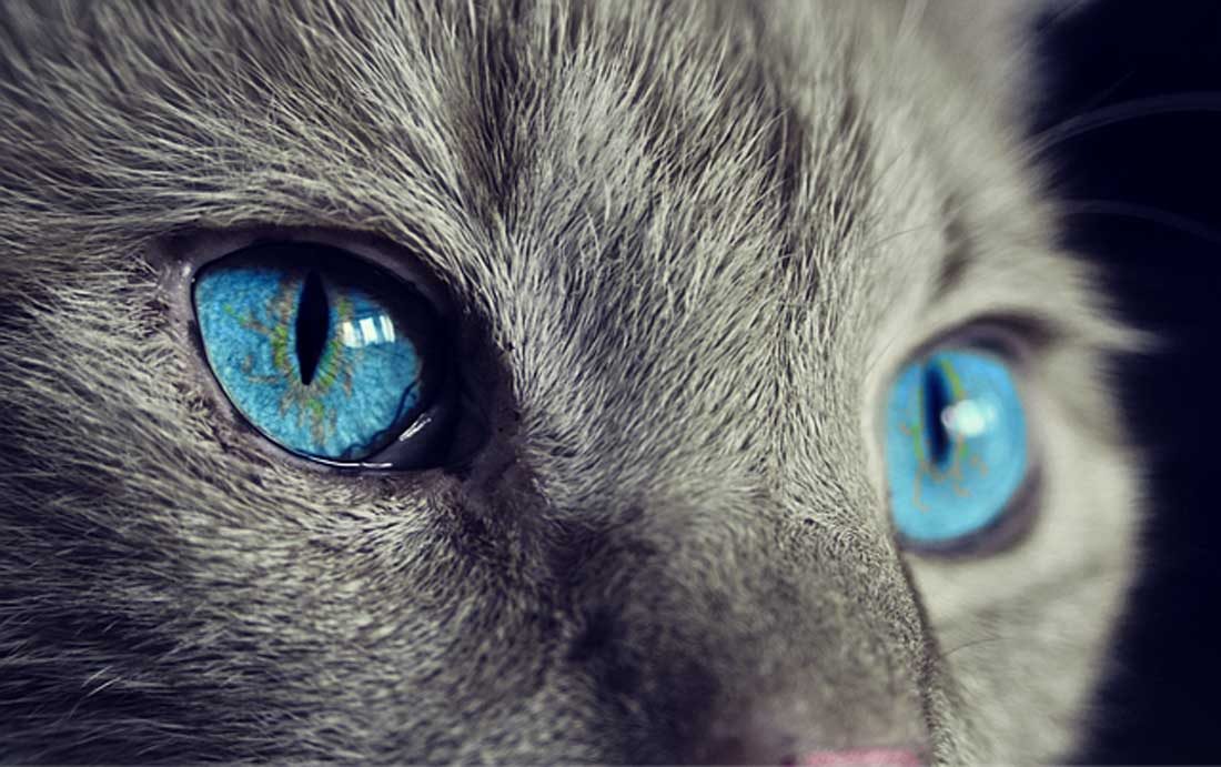 Katze-in-der-Werbung-SLP